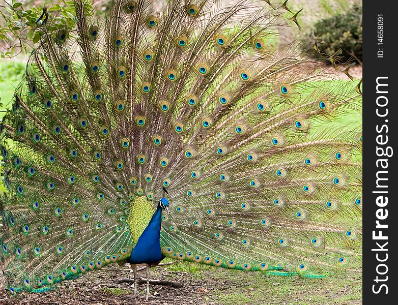 Peacock Displaying Feathers