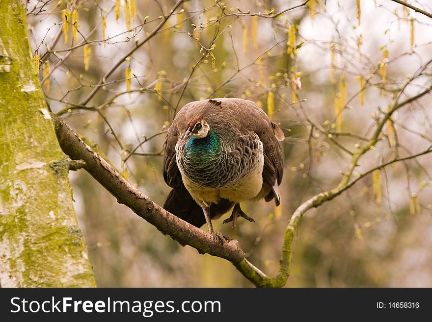 Peahen In A Tree