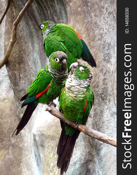 Green parrots on the branch of a big tree