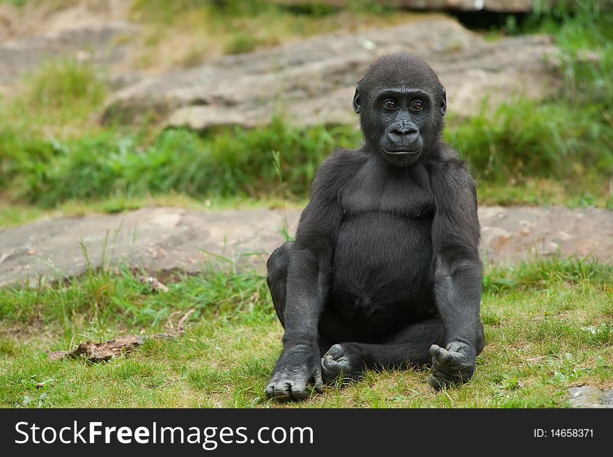 Close-up of a cute baby gorilla