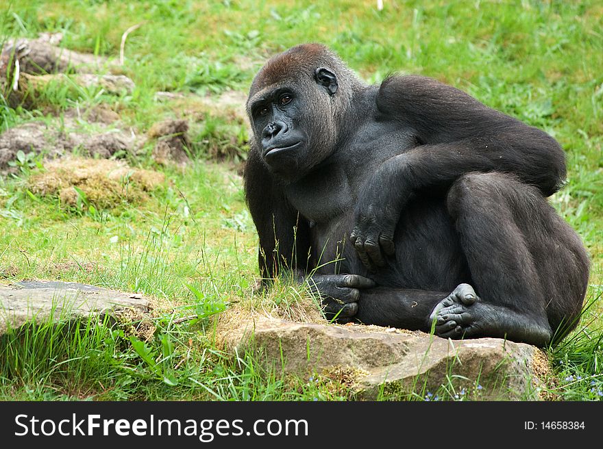 Close up of a big female gorilla