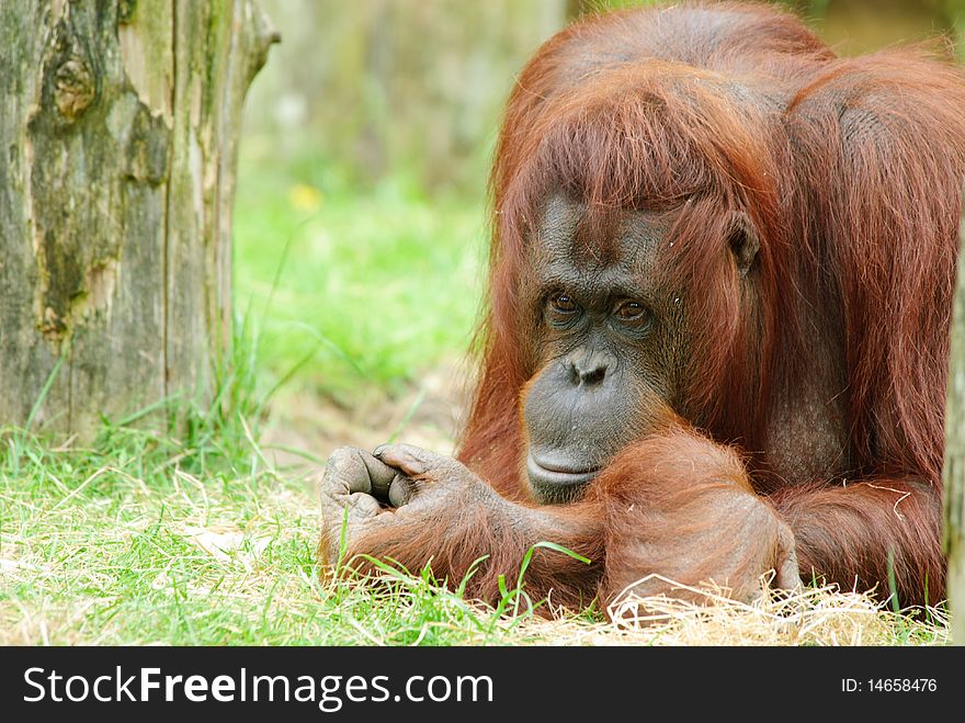 Cute orangutan on the grass