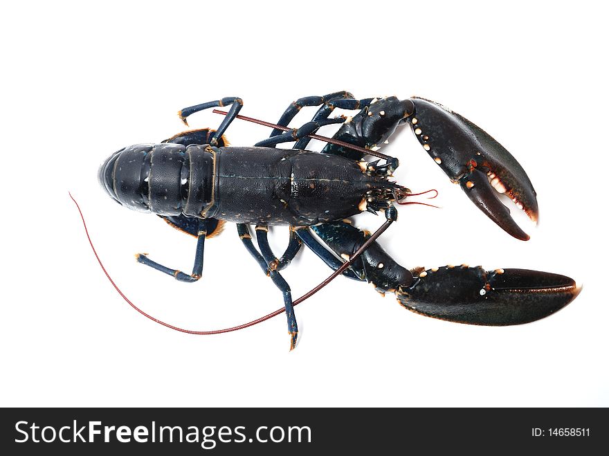 Breton lobster on white ground. Breton lobster on white ground