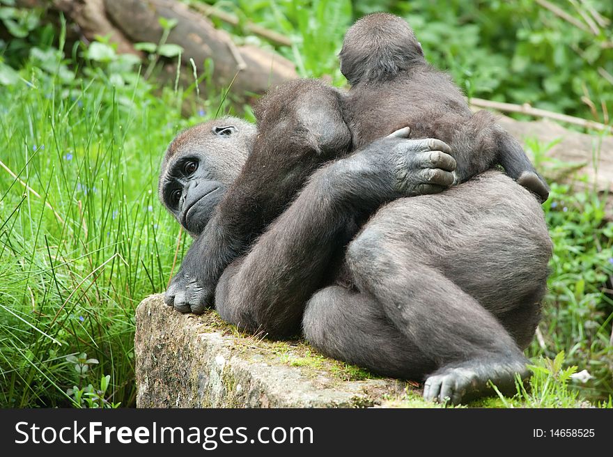 Close-up of a cute baby gorilla and mother. Close-up of a cute baby gorilla and mother