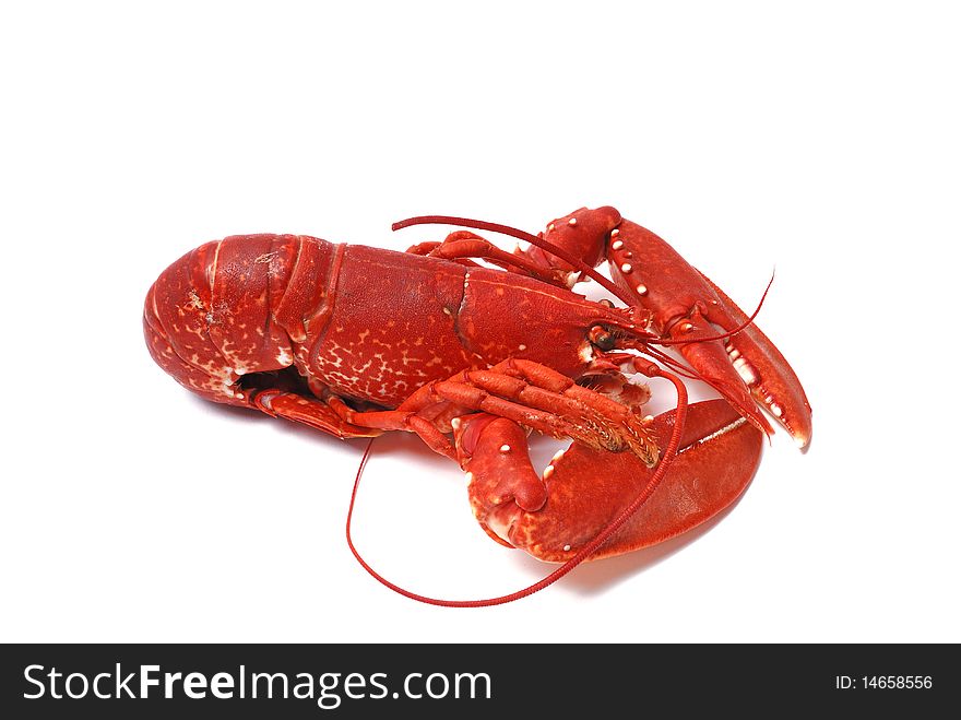 Breton lobster on white ground. Breton lobster on white ground