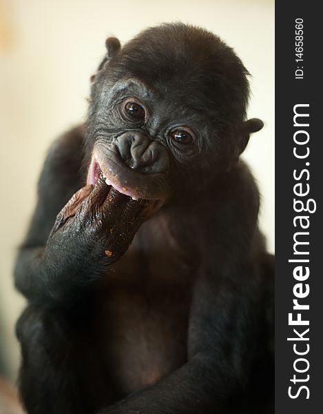 Cute baby Bonobo monkey