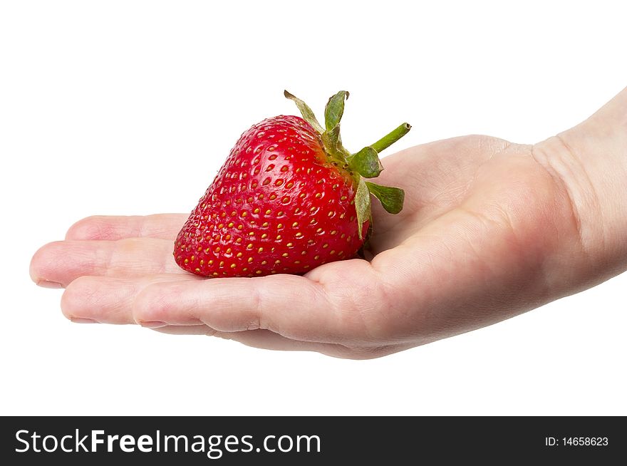 Ripe strawberry in the child's hand isolated over white background. Ripe strawberry in the child's hand isolated over white background