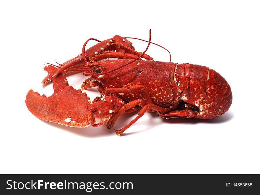 Breton lobster on white ground. Breton lobster on white ground