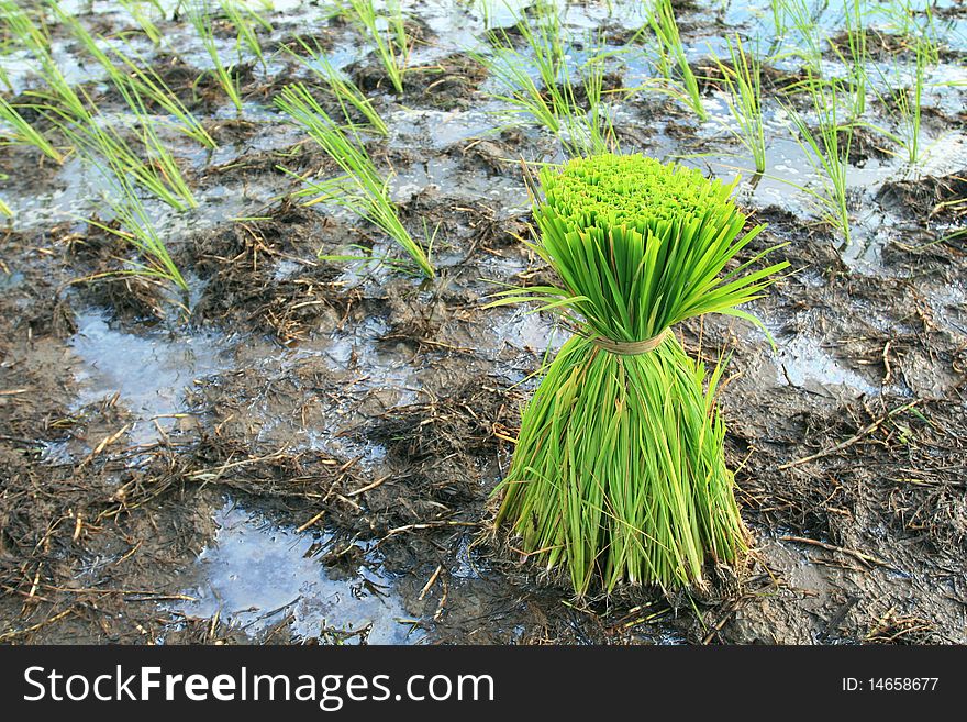 Rice Plants, South of Thailand