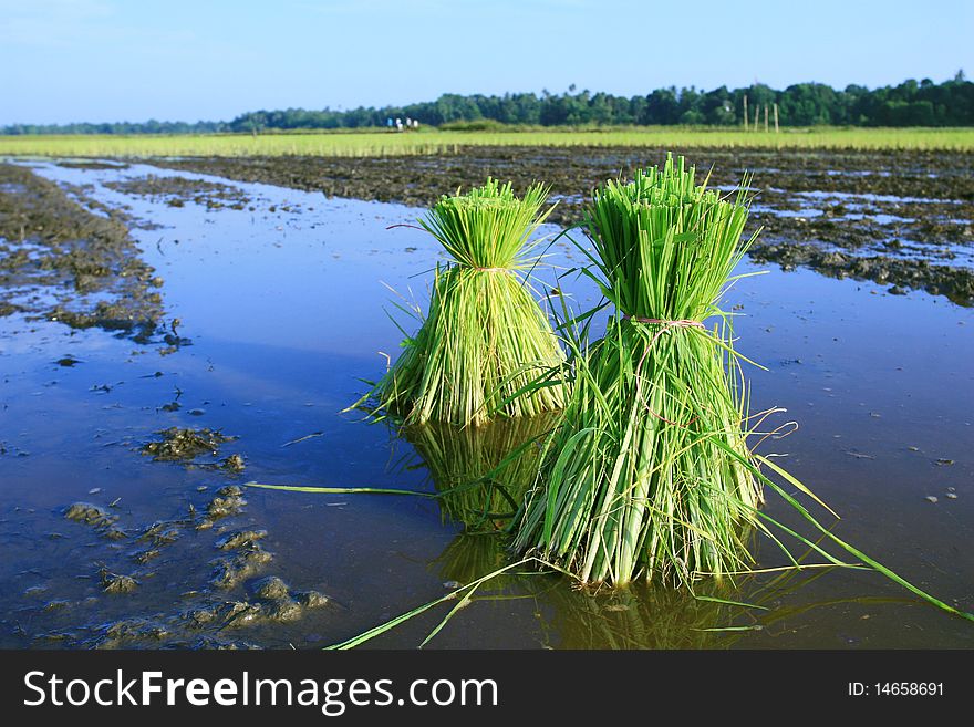 Rice Plants, South of Thailand