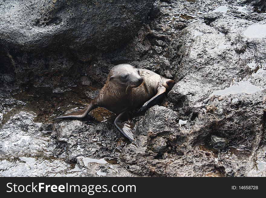 Baby sea lion in a volcanic rock