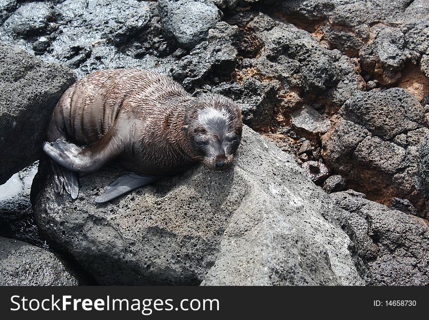 Baby sea lion in a volcanic rock