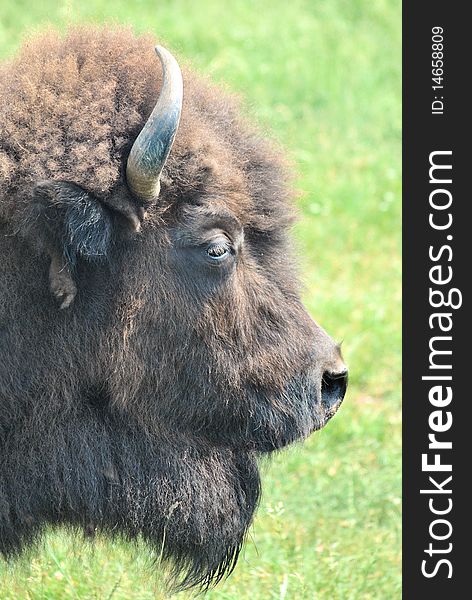 A buffalo in a field alone, close-up