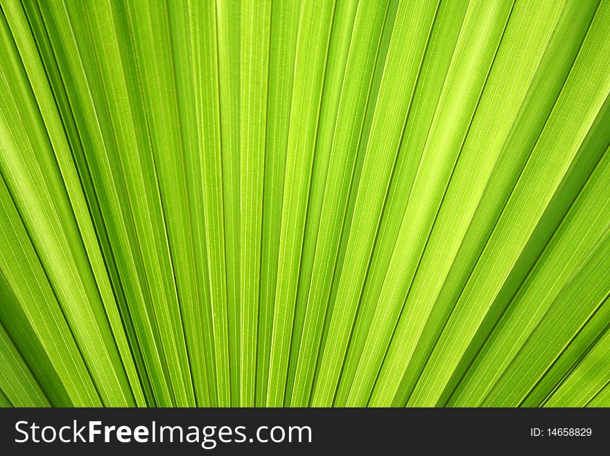 Beautiful green Leaf texture background