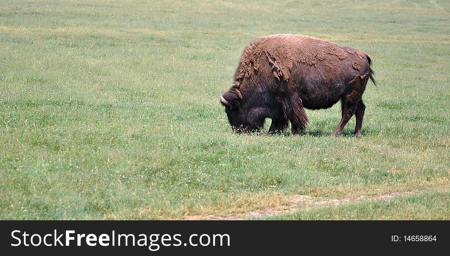 A Buffalo In A Field Alone