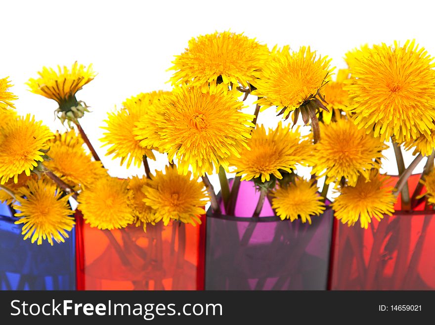 Yellow dandelions in glass colour vase on white background