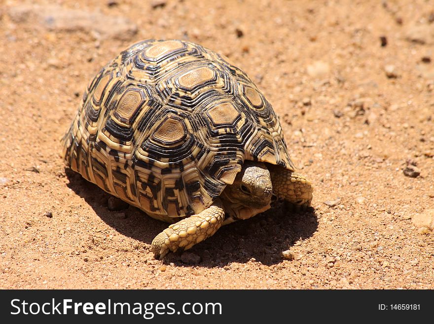A young leopard tortoise crossing open ground in an African national park.