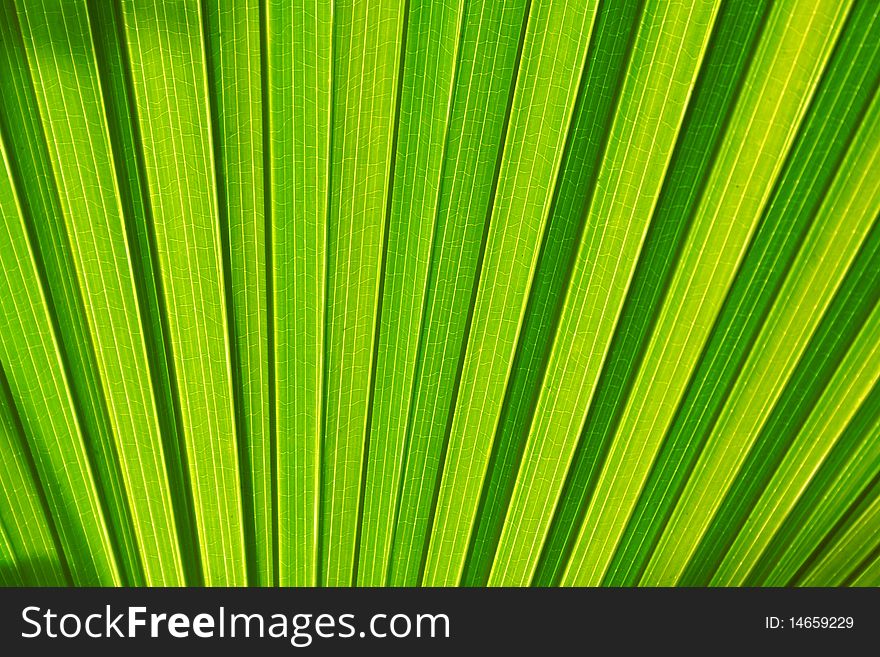 The beautiful Leaf texture background