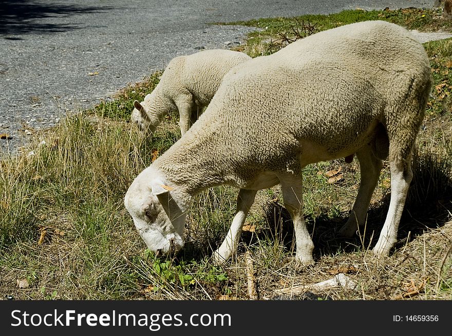 Two sheep grazing beside the road. Two sheep grazing beside the road