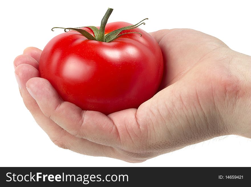 Whole tomato in the human hand isolated over white background. Whole tomato in the human hand isolated over white background