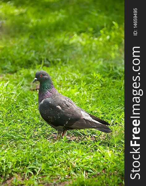 Pigeon standing in the green grass. Pigeon standing in the green grass
