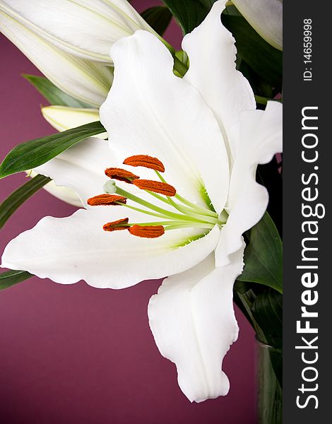 Image of a beautiful white lily flower