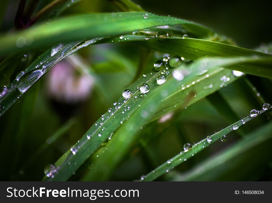 Grass on meadow after rain