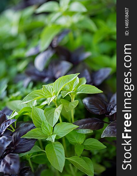 Purple and green basil plants for sale at a local outdoor market