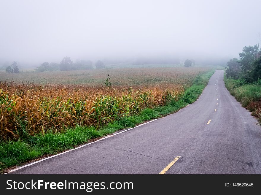 Corn field in farm