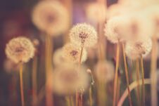 Dandelion Field In Vintage Color Effect - Retro Style Royalty Free Stock Photo