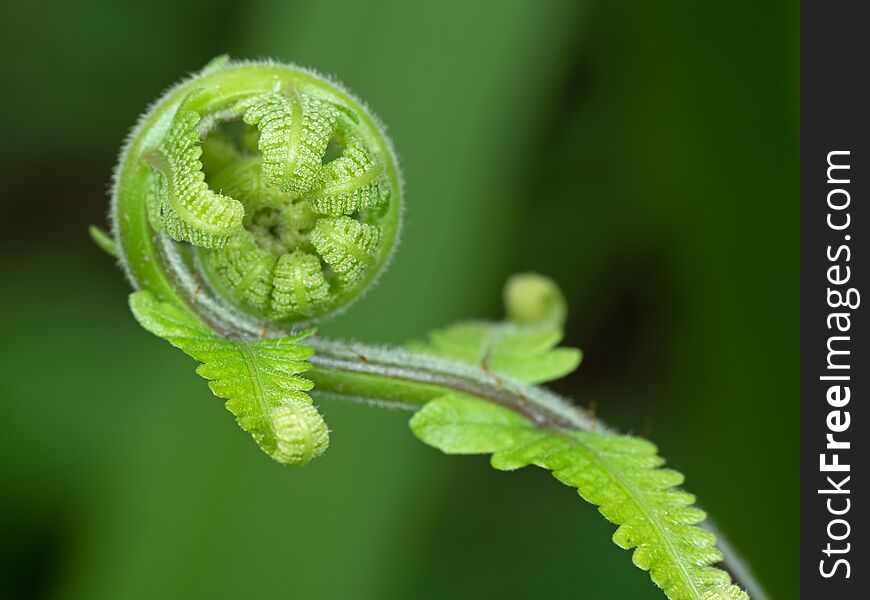 Macro Photography of young leaf of fern Isolated on Background