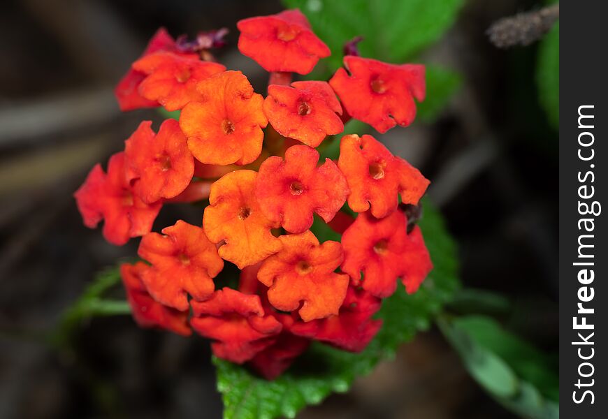 Close up Lantana Camara Flowers with Green Leaves Isolated on Nature Background