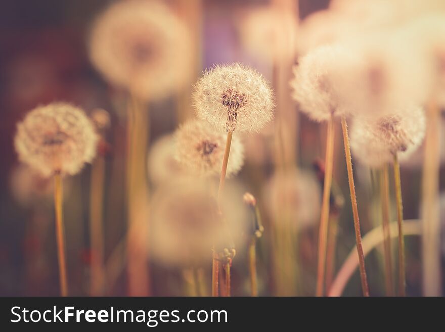 Dandelion field detail in vintage color effect with blurred bokeh background - retro style image. Dandelion field detail in vintage color effect with blurred bokeh background - retro style image