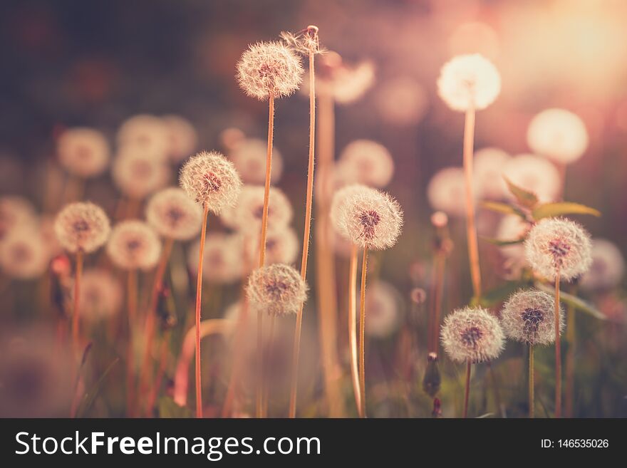 Dandelion Field In Vintage Color Effect - Retro Style