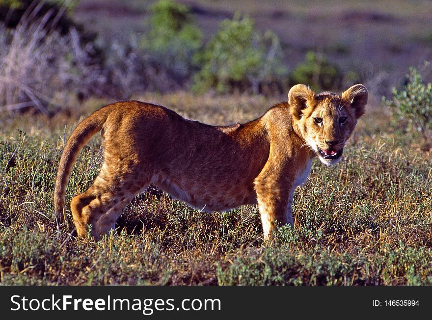 Botswana: Lion Baby in the Central Kalahari