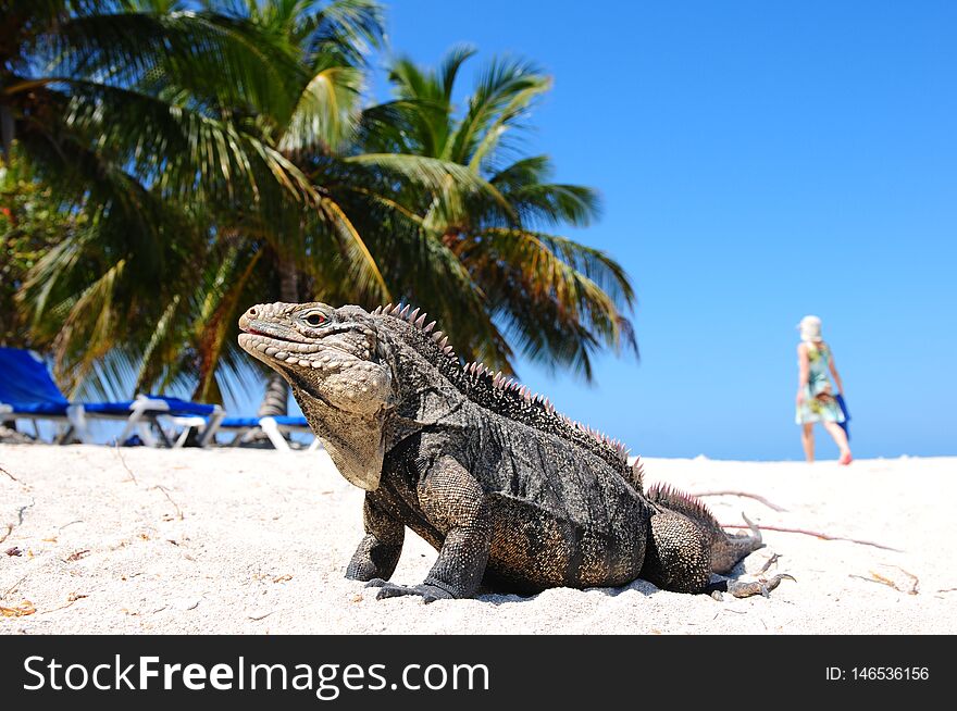 Cuba: A giant Leguan on Cayo Machon Island Beach. Cuba: A giant Leguan on Cayo Machon Island Beach