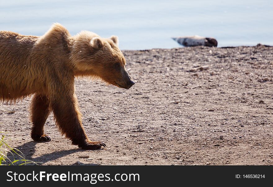Wild Brown bear on Alaska. Wild Brown bear on Alaska