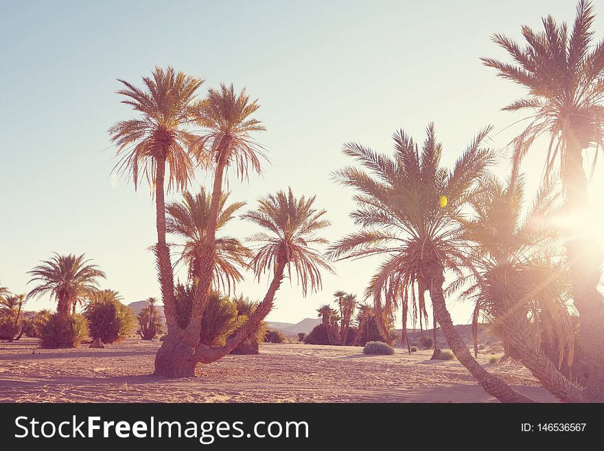 Palms plantation in Moroccan desert, Africa. Palms plantation in Moroccan desert, Africa