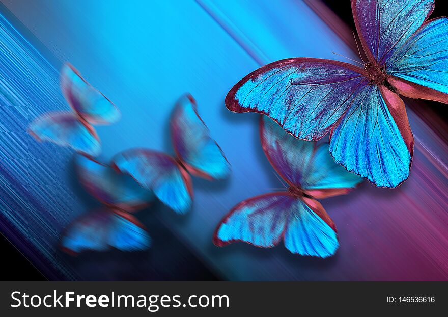 Shades of blue. Blue abstract blurred background. Blue butterflies morpho on a blurred blue background. copy spaces