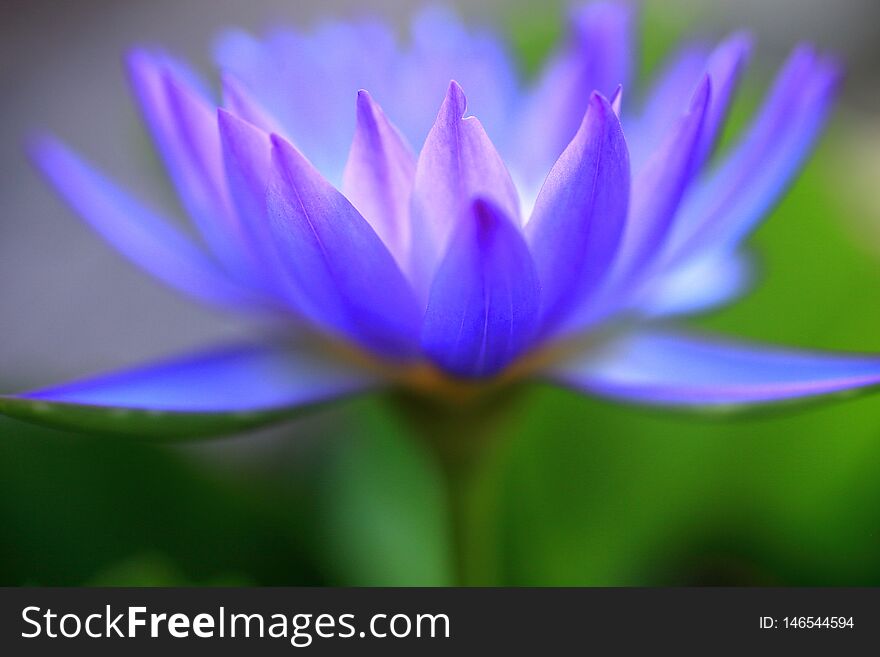 Macro Close-up Pictures Of Purple And Blue Lotus Petals In Zen Style