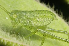 One Of The Several Species Of Green Grasshoppers Stock Photo