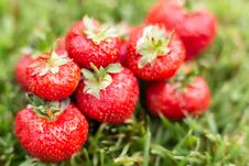 Strawberries In A Meadow Royalty Free Stock Photography