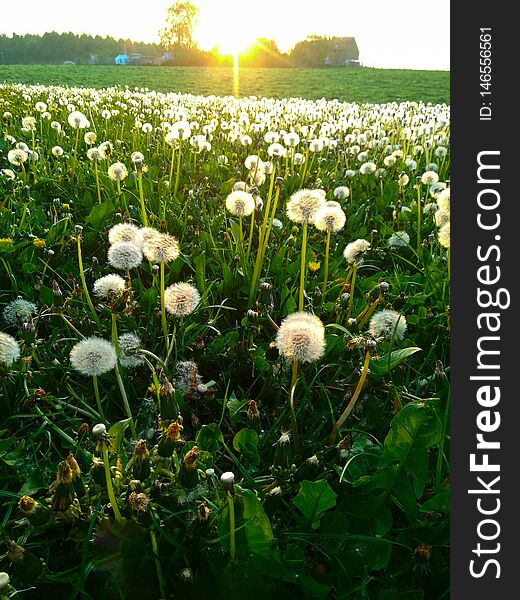 Backlit field of pollen from a dandelion with grass and sky in the background in springtime. Backlit field of pollen from a dandelion with grass and sky in the background in springtime