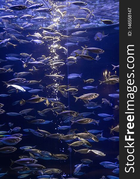 A lot of fish in a large decorative aquarium. A lot of fish in a large decorative aquarium