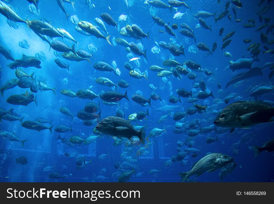 A lot of fish in a large decorative aquarium. A lot of fish in a large decorative aquarium