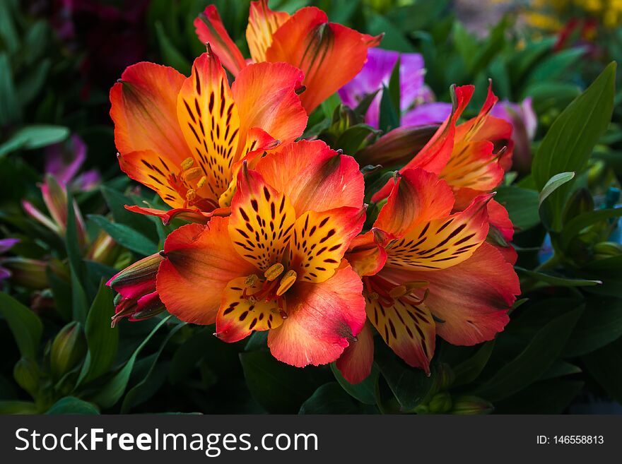 Alstroemeria commonly called the Peruvian lily or lily of the Incas, is a genus of flowering plants in the family Alstroemeriaceae