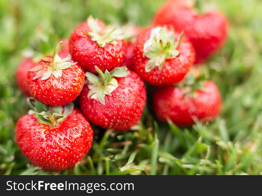 Strawberries in a meadow