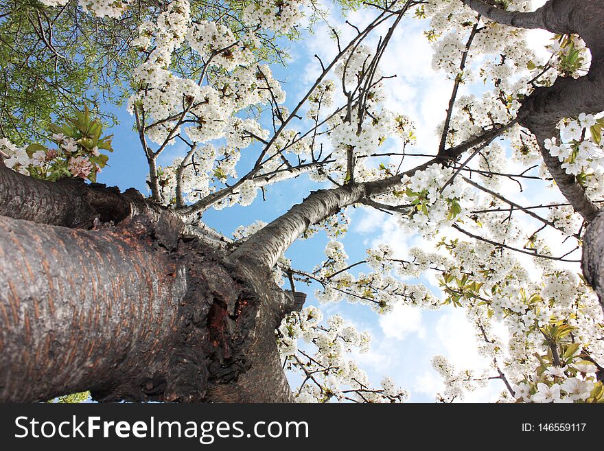 Spring white cherry blossom, almond blossom sky background. stretch ceiling picture