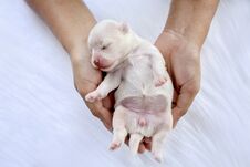 Close-up Of A Newborn Maltese Puppy. Maltese Dog. Beautiful Dog Color White. Puppy On Furry White Carpets. Dog On Hand. Hound On Stock Images Close-up Of A Newborn Maltese Puppy. Maltese Dog. Beautiful Dog Color White. Puppy On Furry White Carpets. Dog On Hand. Hound On Stock Images