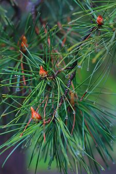 Morning Dew On A Pine Branch With A Young Cone Royalty Free Stock Images